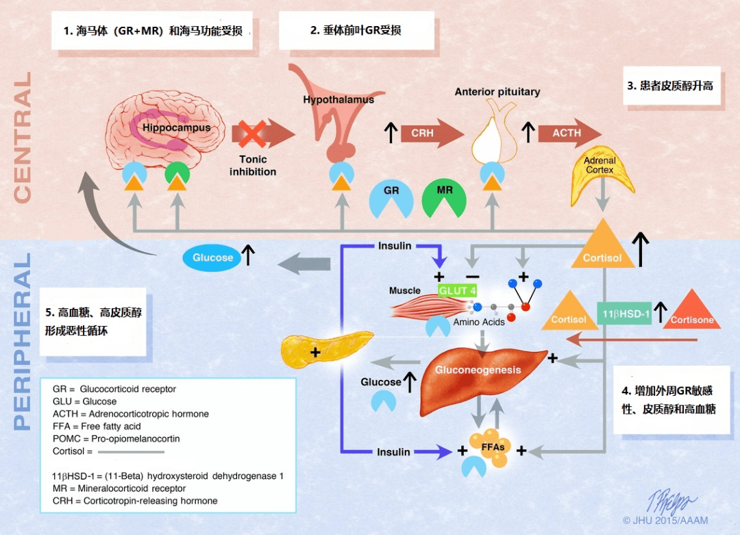 焦虑情绪可激活下丘脑—垂体—肾上腺轴, 使肾上腺分泌的糖皮质激素