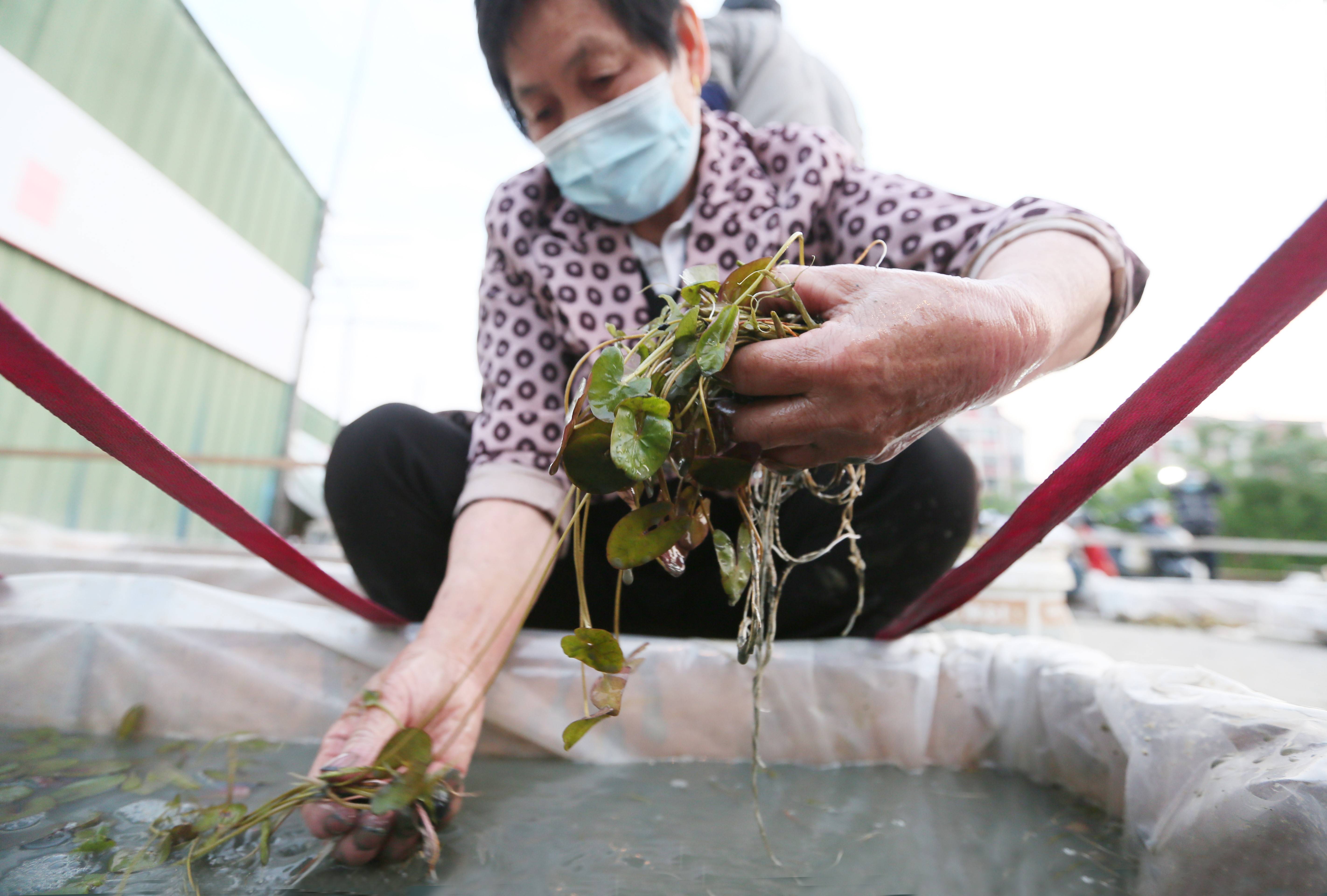 鸡头米秧苗移栽正当时芡实已成为群力农民的致富果