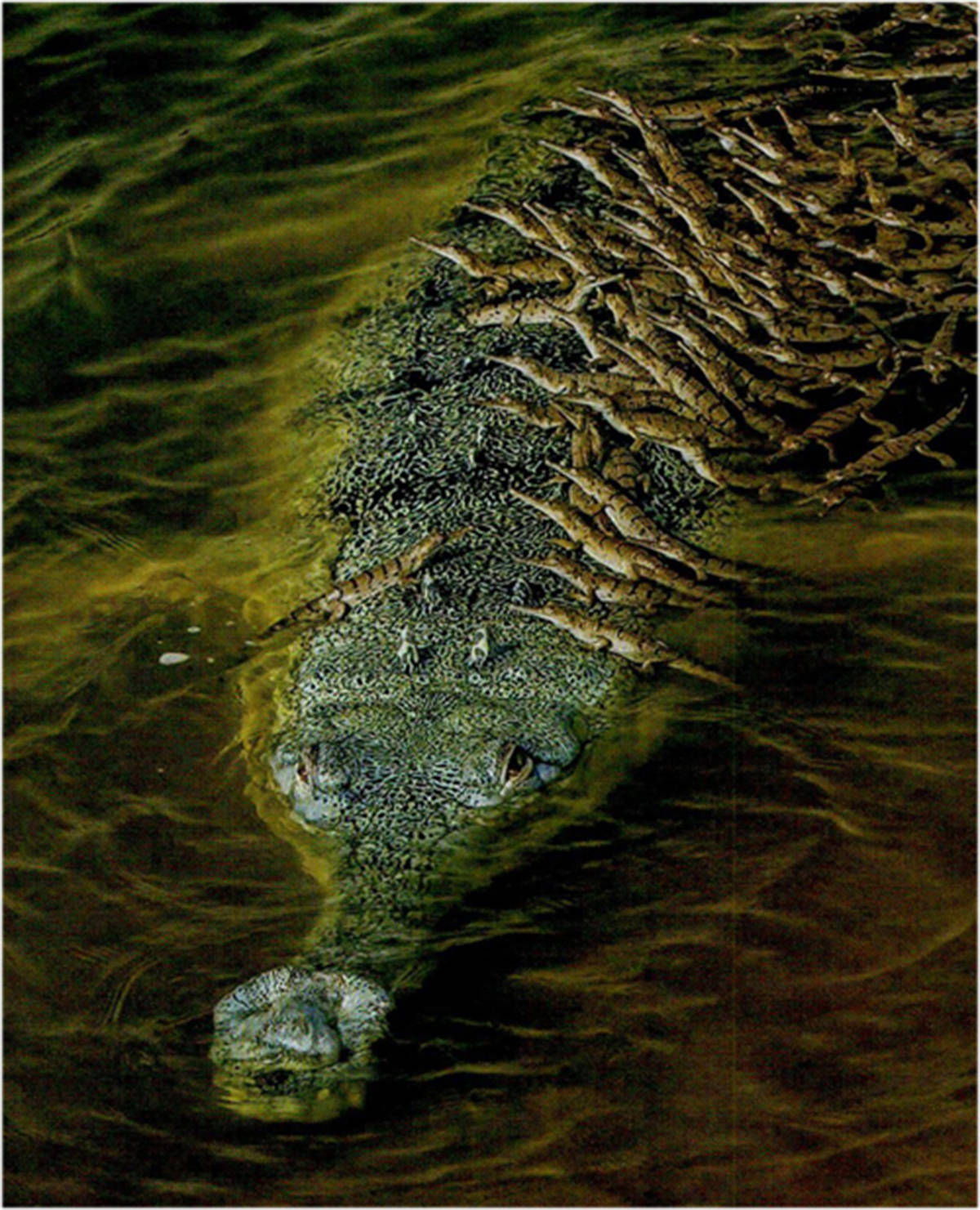 成年的恒河鳄便会狠心抛下幼鳄向下游游去,这些成年鳄鱼可以在7至8天