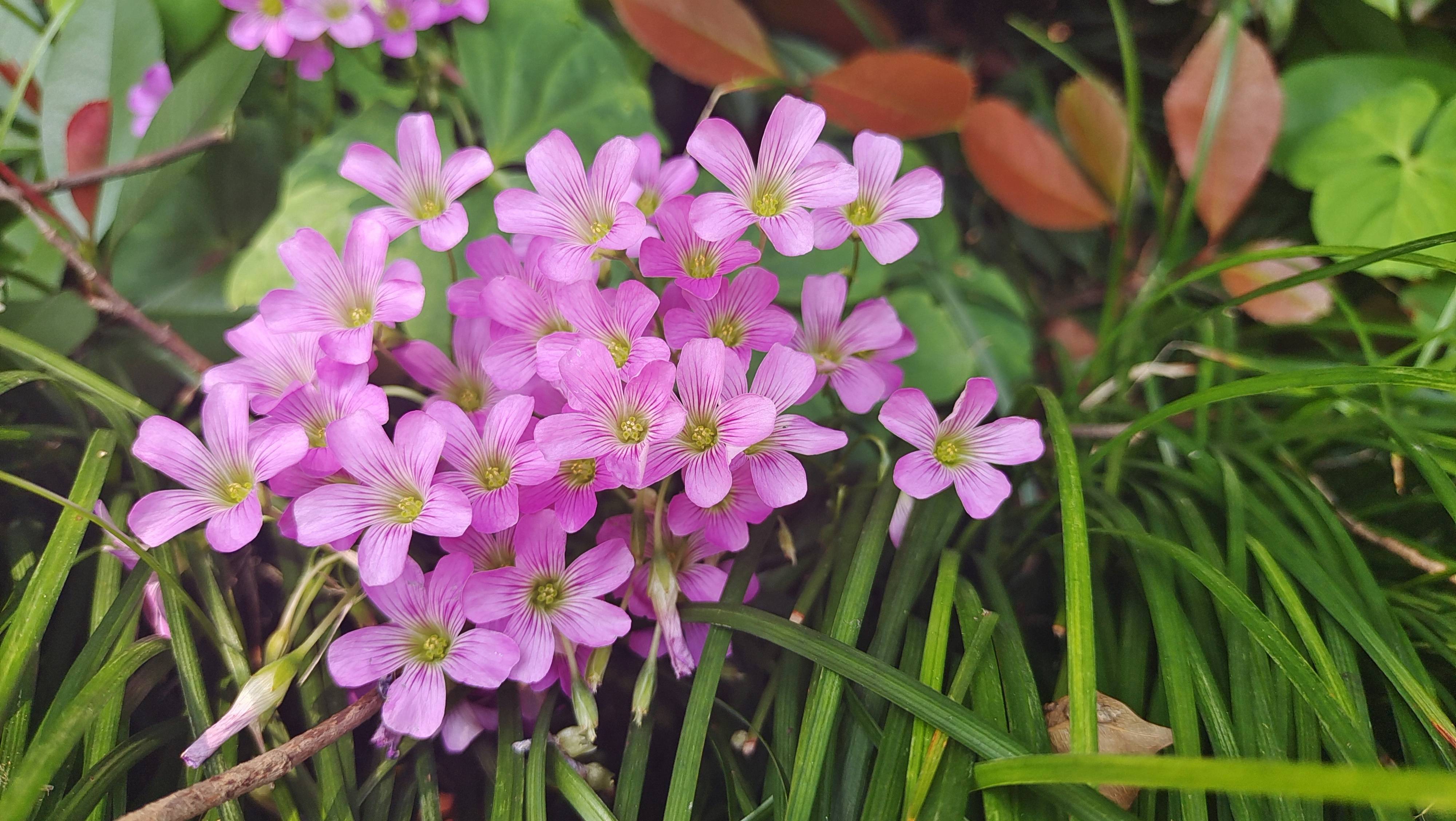 美丽吉安之赏花系列:红花酢浆草花开成海 美如画卷
