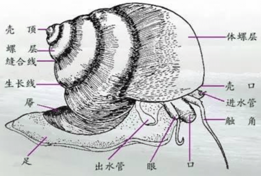 中国圆田螺的外形如果仅是把福寿螺当作养殖生物进行饲养,那么处理
