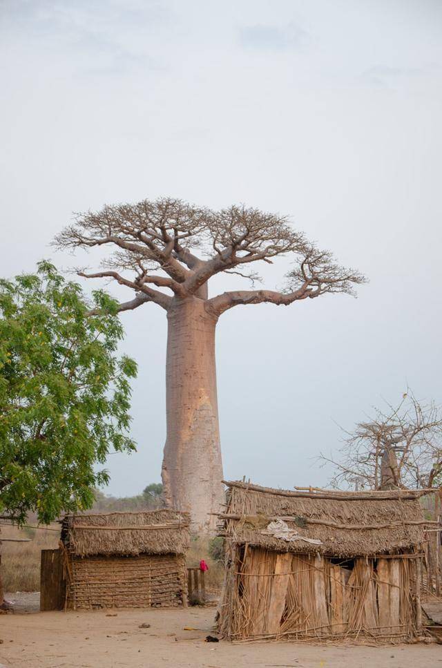 地球上最神奇的5种树之一：猴面包树，直径15米，地球植物怪兽王