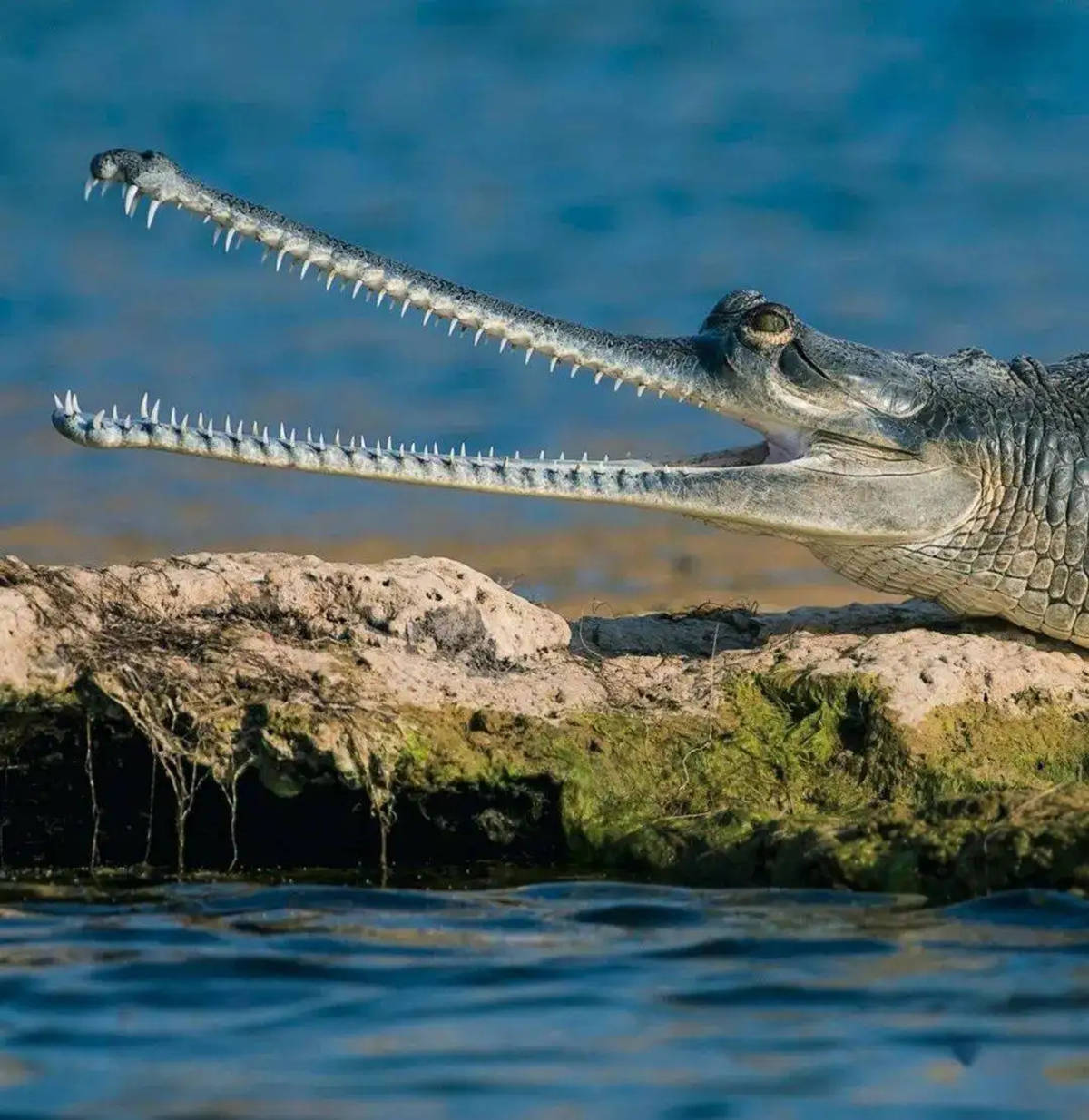 原创恒河鳄死亡之谜百条恒河鳄浮尸昌巴尔河检查后皆患痛风而死