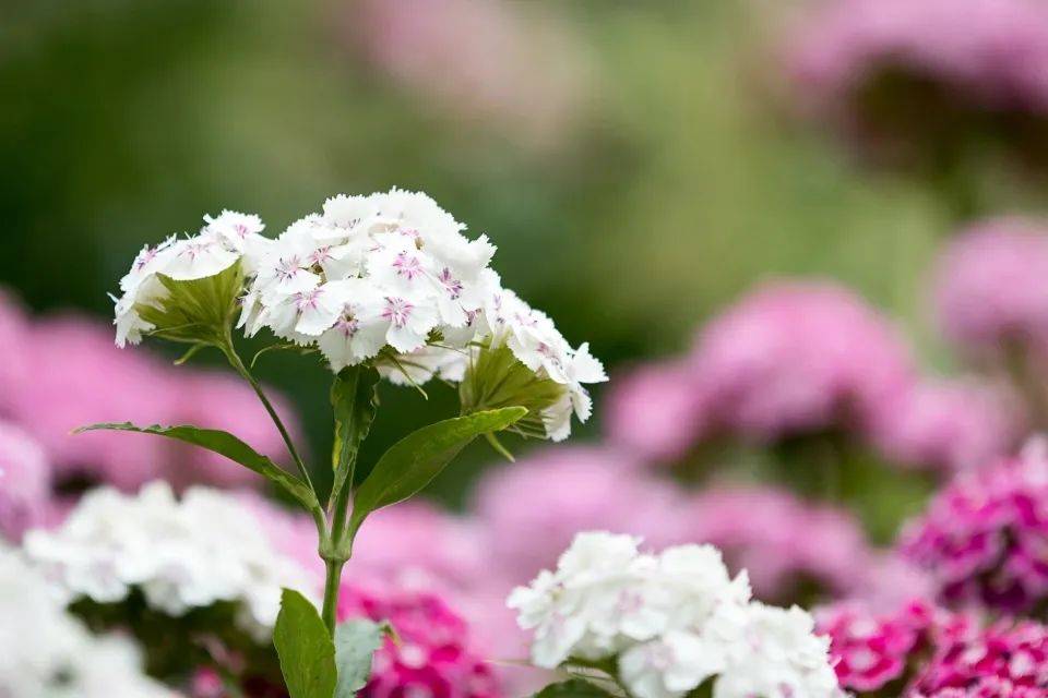 预制菜不是厨电的假想敌,而是家电企业的助推器-家电圈官网