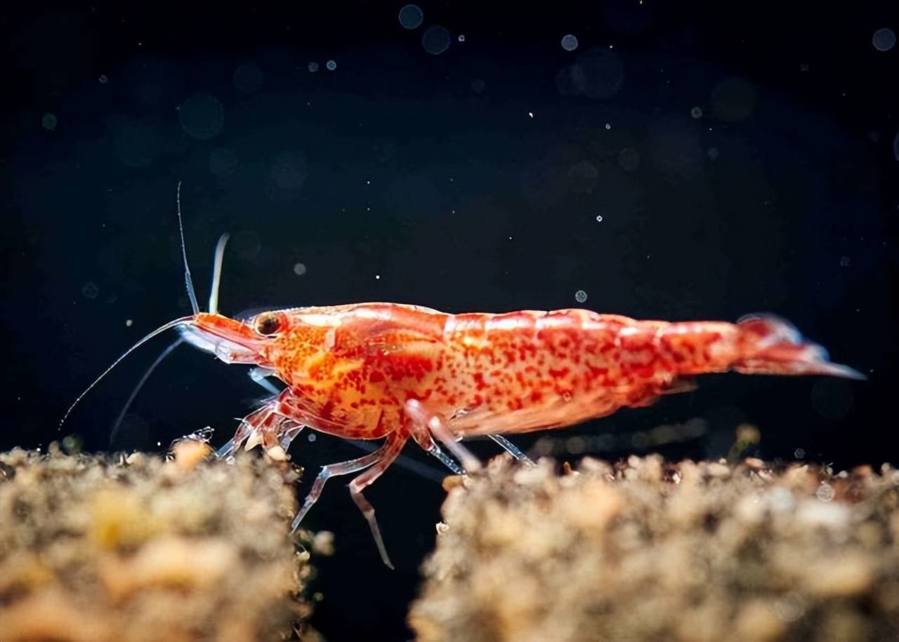 生活在450度海底热泉旁的大虾,让人奇怪,它们不会被煮熟吗?