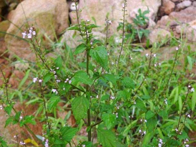 你吃過四方草嗎?味道怎麼樣?您用過四方草嗎?喜歡的話可以留言哦!