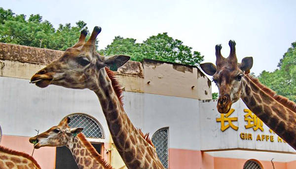 武漢動物園智慧電子導覽小程序實現中英文展示及講解