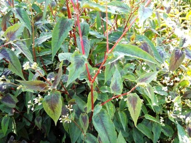 一种植物野草,人称"白饭藤",可用于毒蛇咬伤,若见到,请珍惜_小草_名字