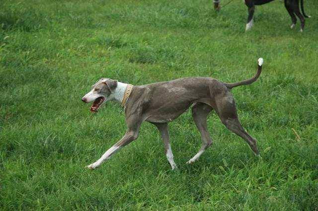 為何國人不養細犬腿再長也躲不過這6點