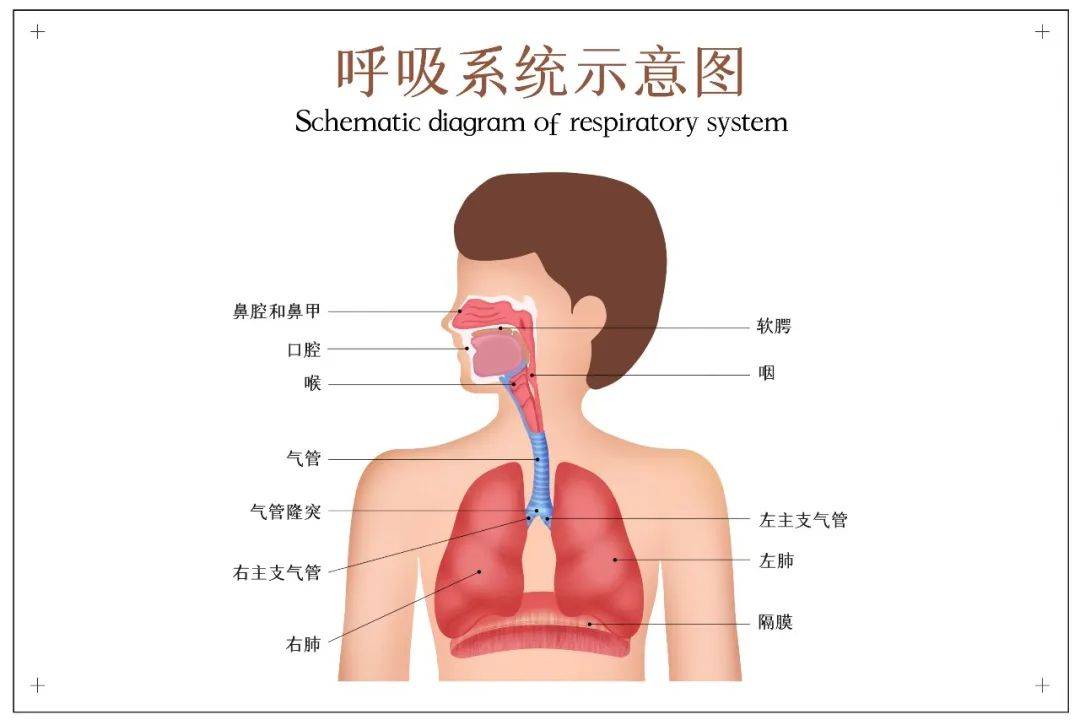 谊微网雾化器有助于祛痰