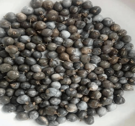 原创河边野果尿珠子能吃吗小孩佩戴它会尿床吗殊不知18元1斤