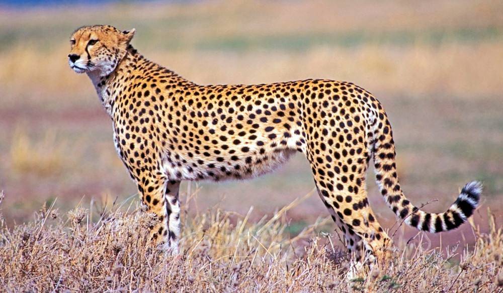 排名第三的是,陆地闪电"杀手"猎豹.