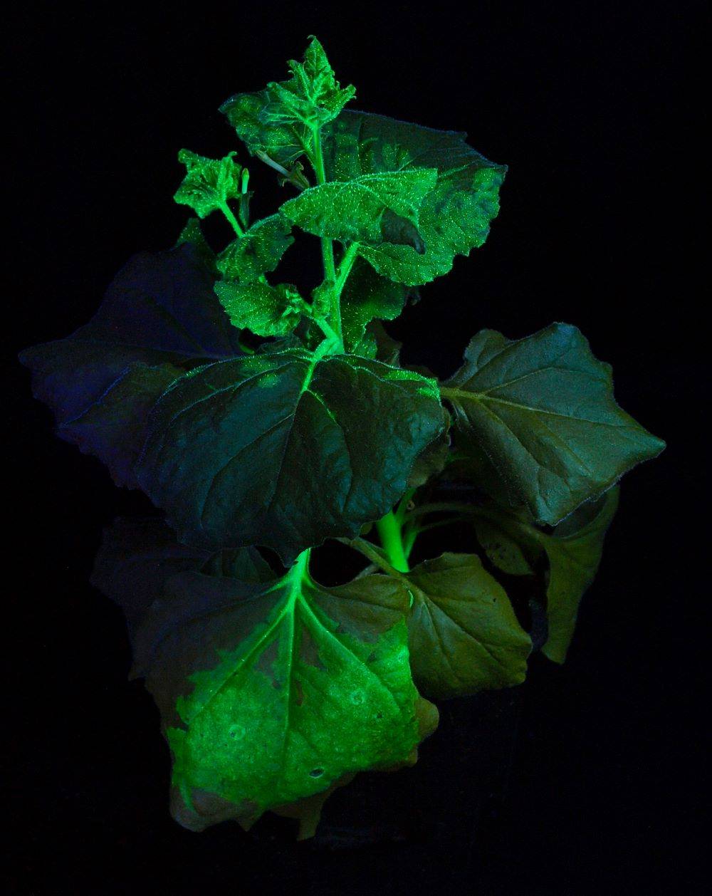 如何快速筛选转基因材料_荧光_蛋白_检测