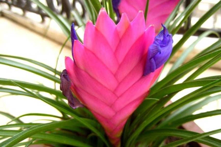 老爹在花市买了一株 进口兰 开花成 紫扇 才知 上当 了 凤梨 植物 兰花