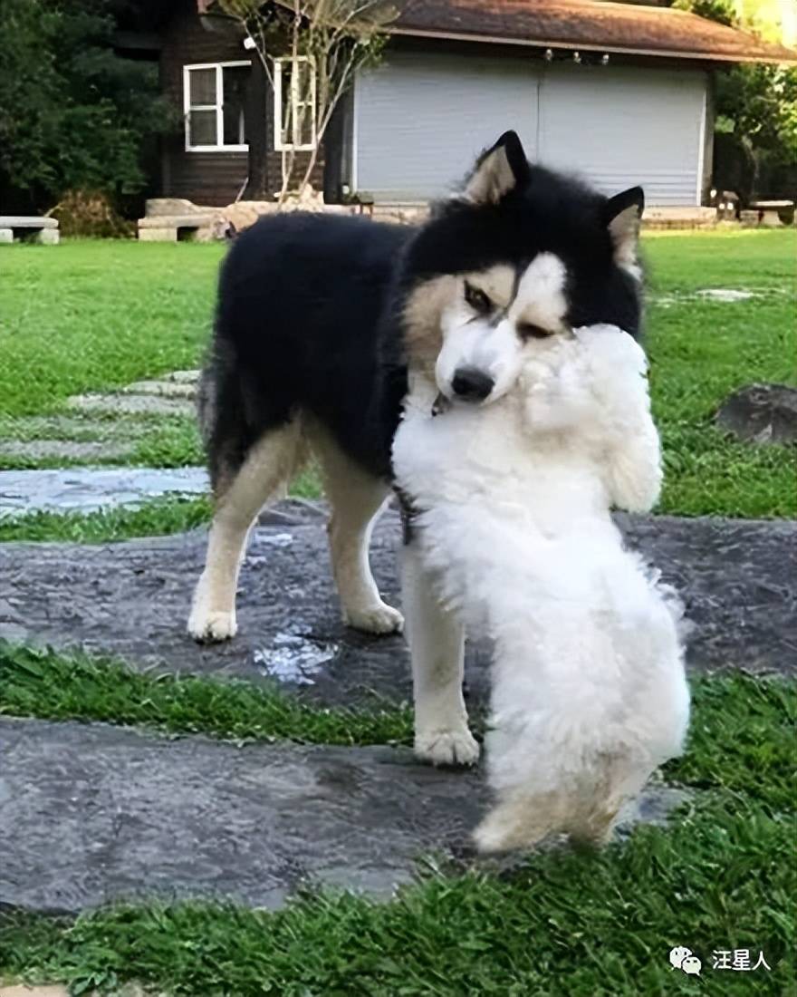 比熊犬被二哈从小带大,它竟然学会甩舌照,网友:回不去了_肉丸_哈士奇