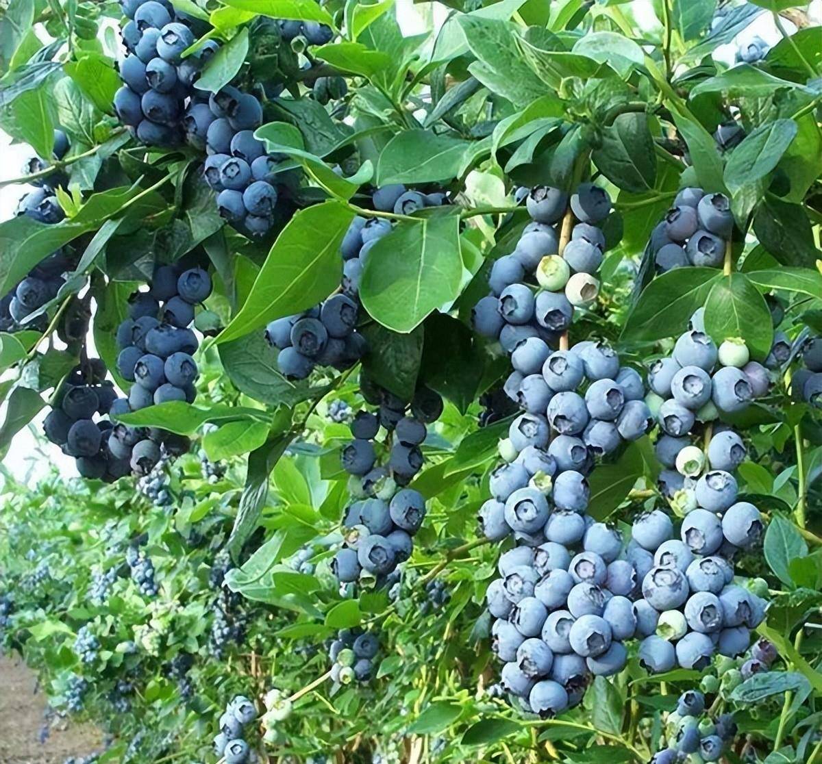 盆栽藍莓家家戶戶都值得擁有養護簡單營養價值高