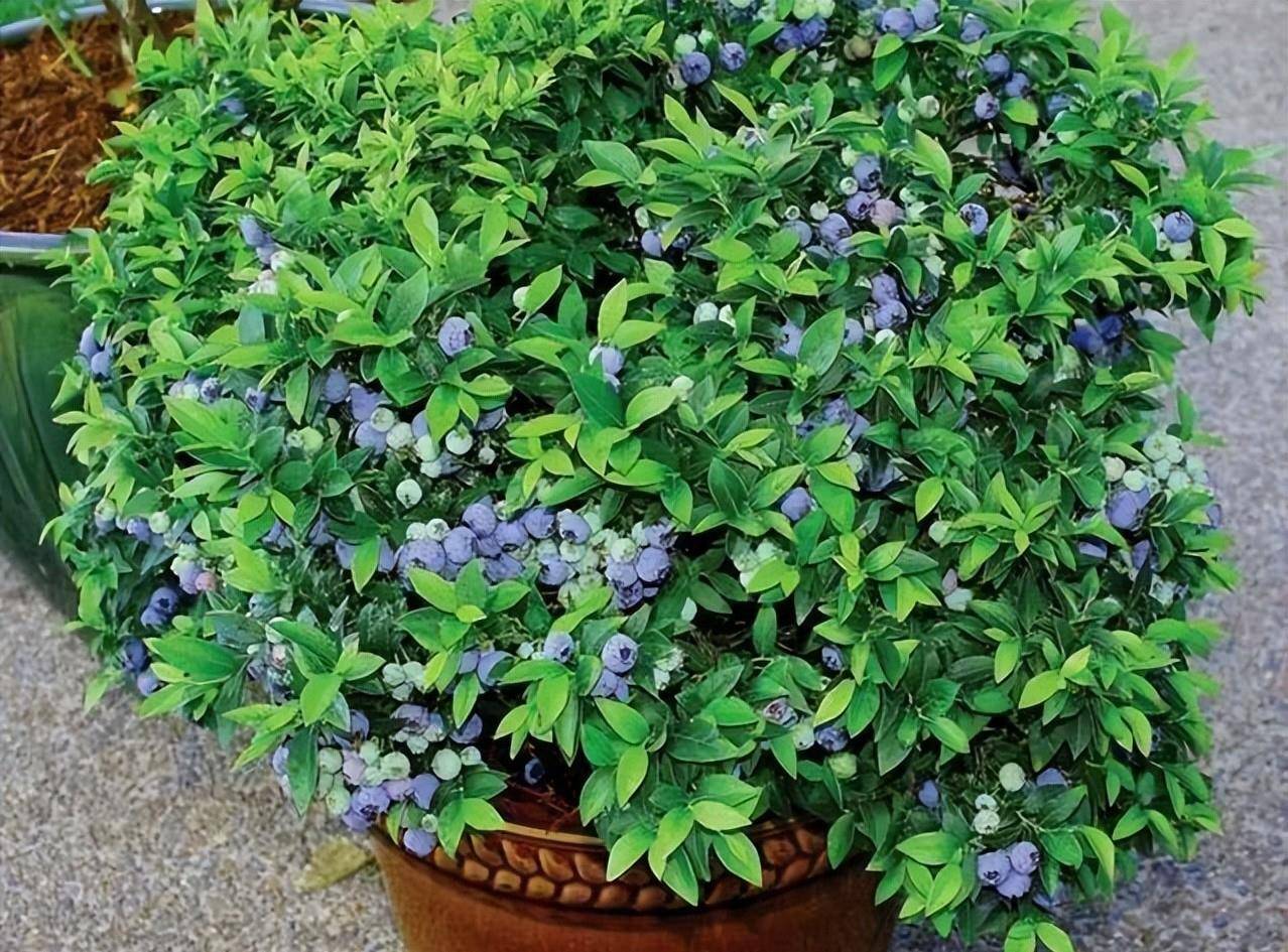 盆栽蓝莓,家家户户都值得拥有,养护简单,营养价值高_花盆_好处_水果