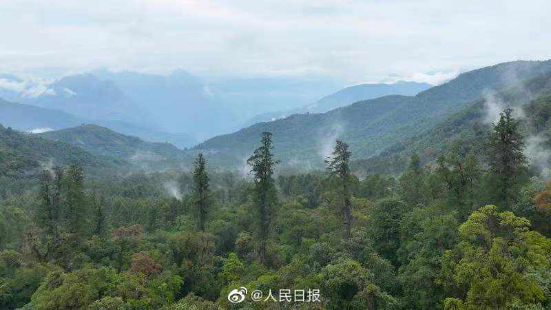 76.8米！西藏发现中国大陆已知最高的树，成为名副其实的新“树王”