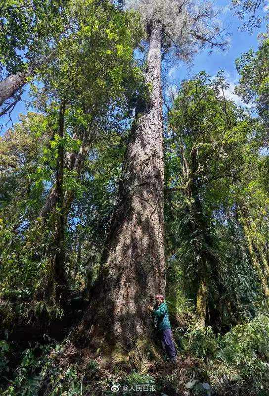 76.8米！西藏发现中国大陆已知最高的树，成为名副其实的新“树王”
