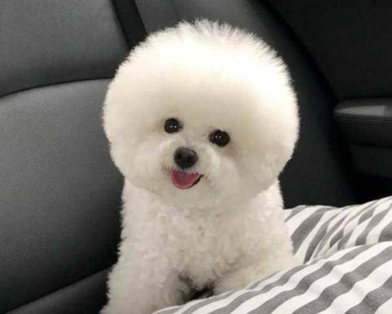 当一只比熊爱上你,看向你的眼神是这样的_瞳孔_眼睛_那宠主