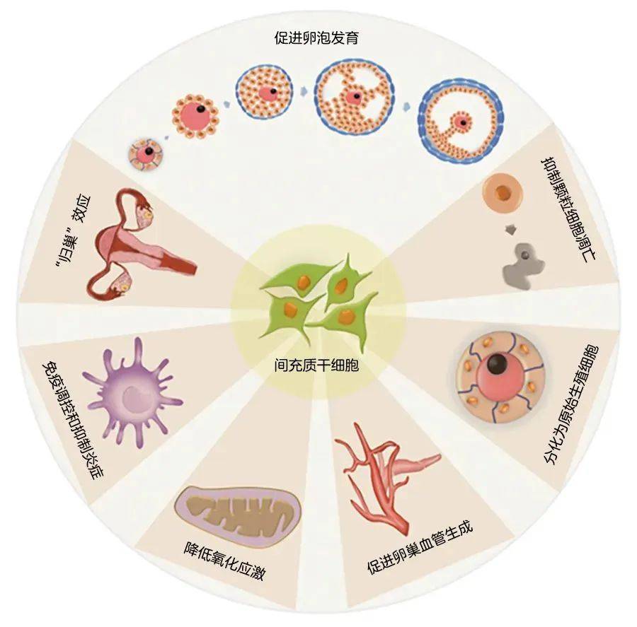 将其重编程并培养扩增,再诱导分化成健康的生殖细胞