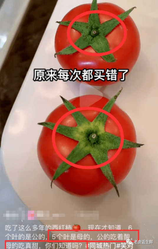 之所以说西红柿也有"公母"之分,区别就在于
