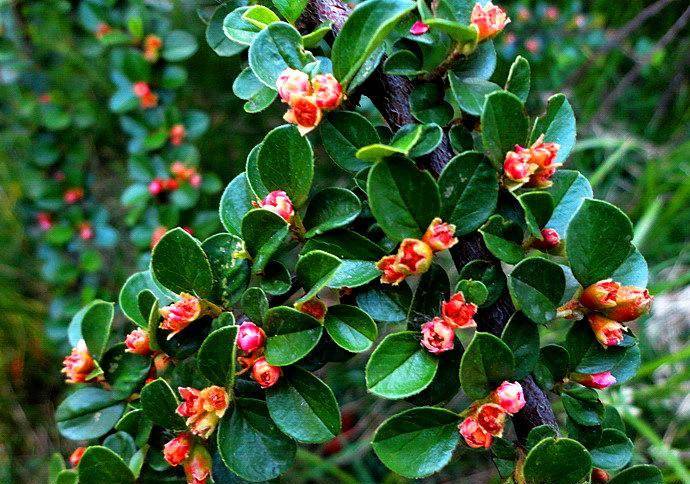 原创你了解栒子树吗怎样养护如何制作成美丽盆景