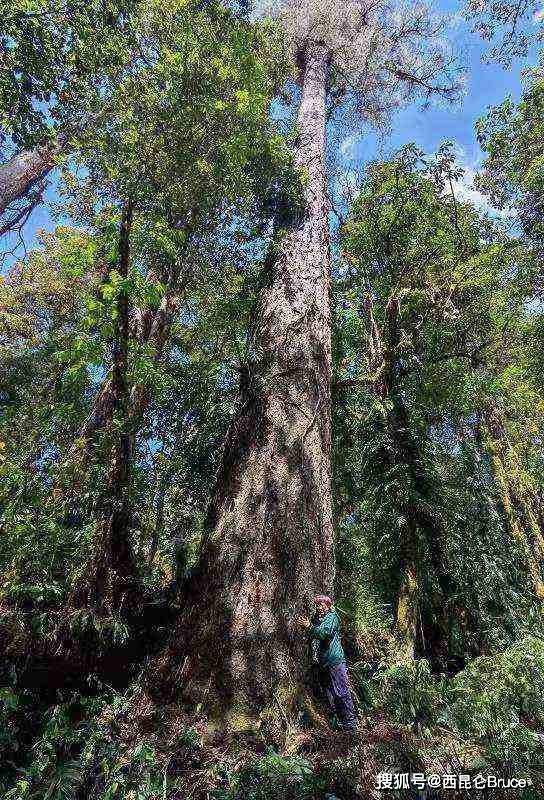 76.8米！西藏发现中国最高树，为何地球树木难以突破130米魔咒？