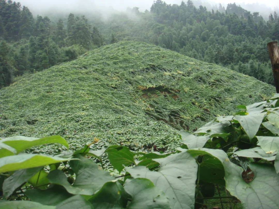 雙重利好促永福縣羅漢果種植面積超10萬畝_農業_推廣_技術