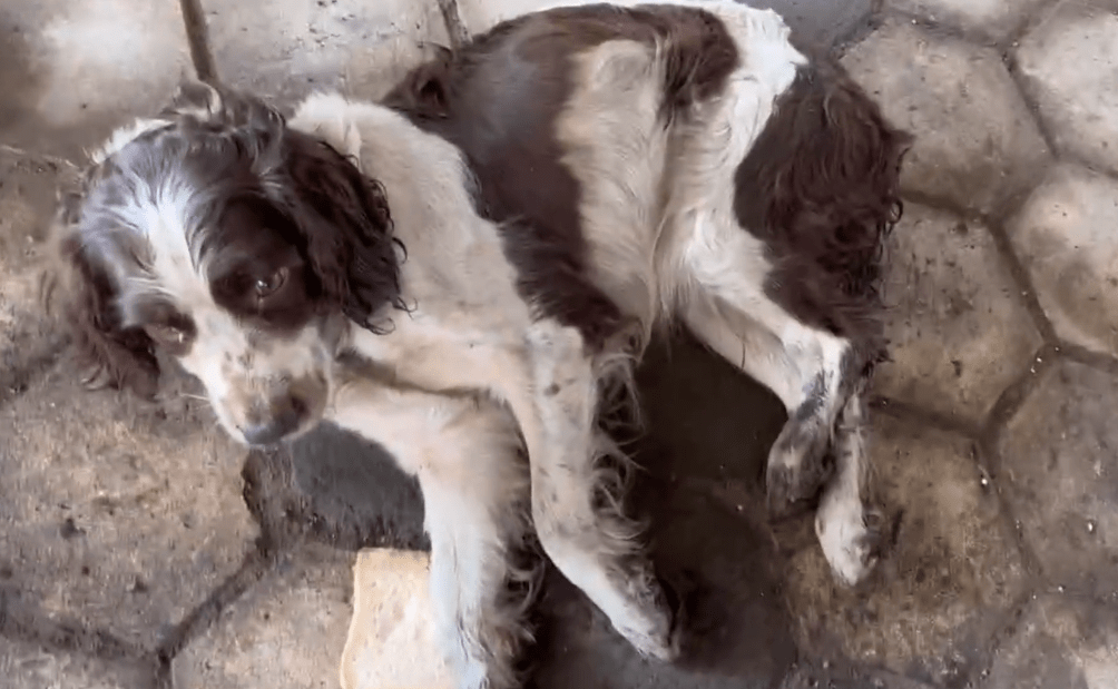 车祸,犬瘟后期,被抛弃的史宾格虽感受过关爱,可还是永远离开了_狗狗