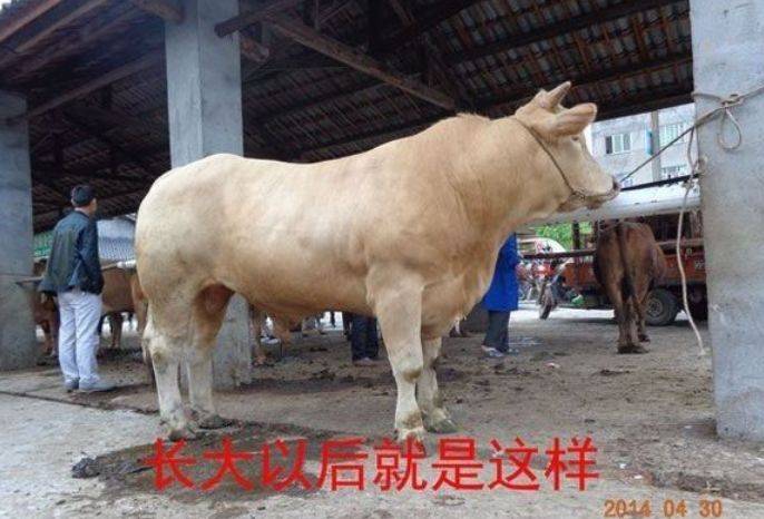 三元杂交牛品种和特征图片
