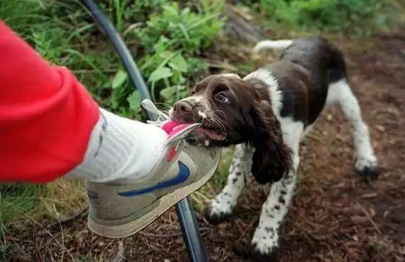 注意狗狗咬鞋子的原因可能并不是贪玩