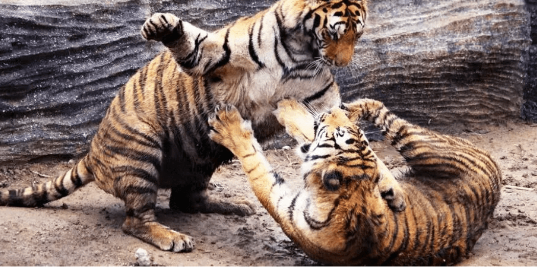 原创老虎交配时为何会陷入一场打斗知道真相后太心疼母老虎