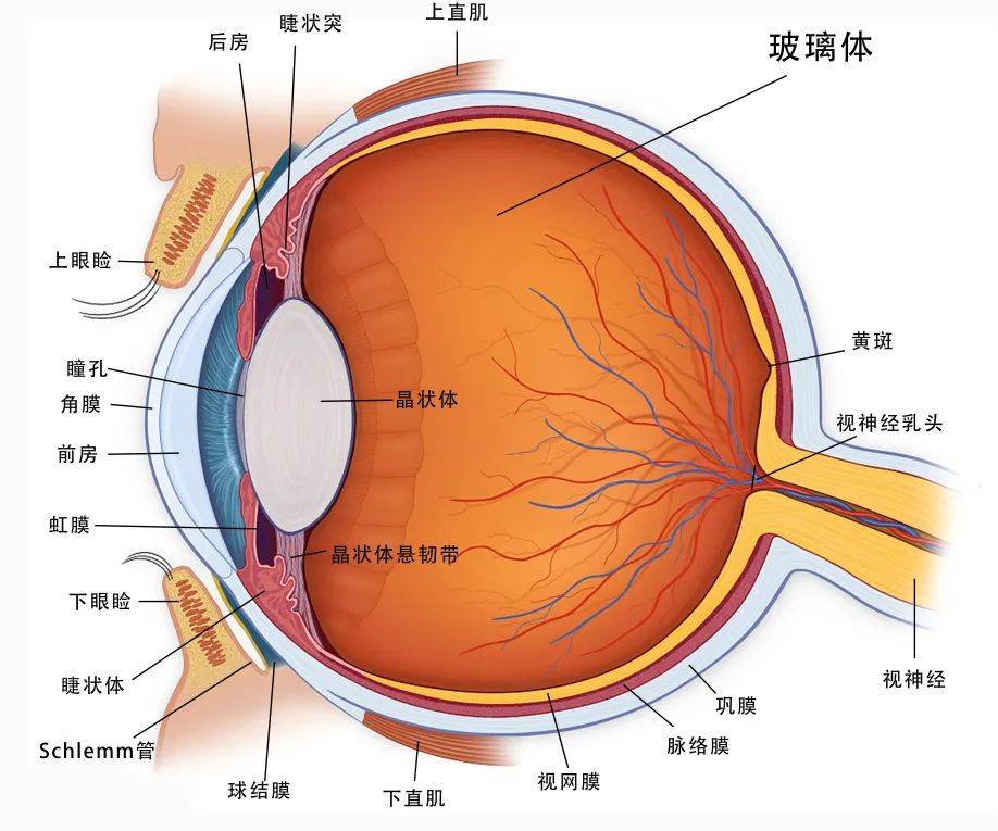 男子眼外伤导致硅油依赖眼面临眼摘，医院用新技术为他保眼球