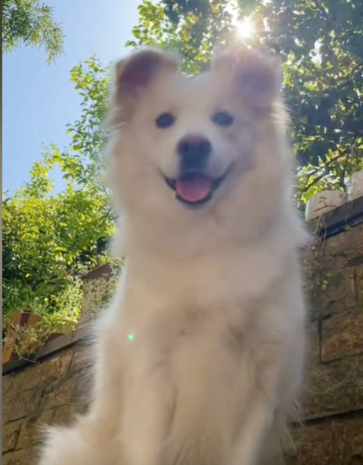 全网最聪明的边牧贝拉,能与主人无障碍沟通,网友:狗子成精了_陈爸