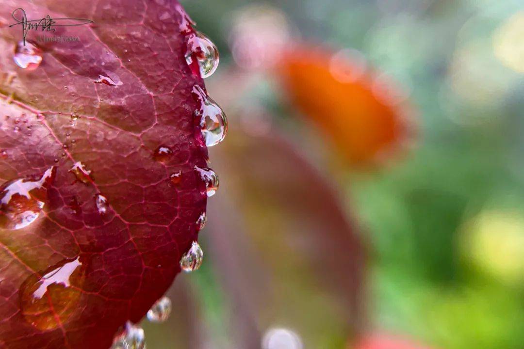 杭州最常见的雨中小景，红花绿叶和露珠，你身边就有吧