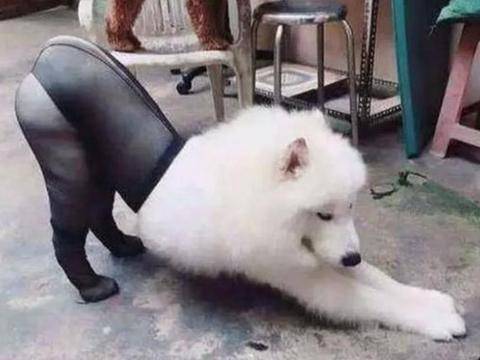 男主给萨摩耶穿上黑丝袜后,全身上下满满的骚气,网友:都如此妖娆_狗狗