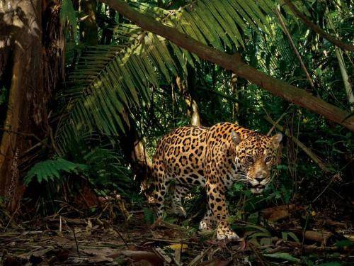 热带雨林十大动物图片