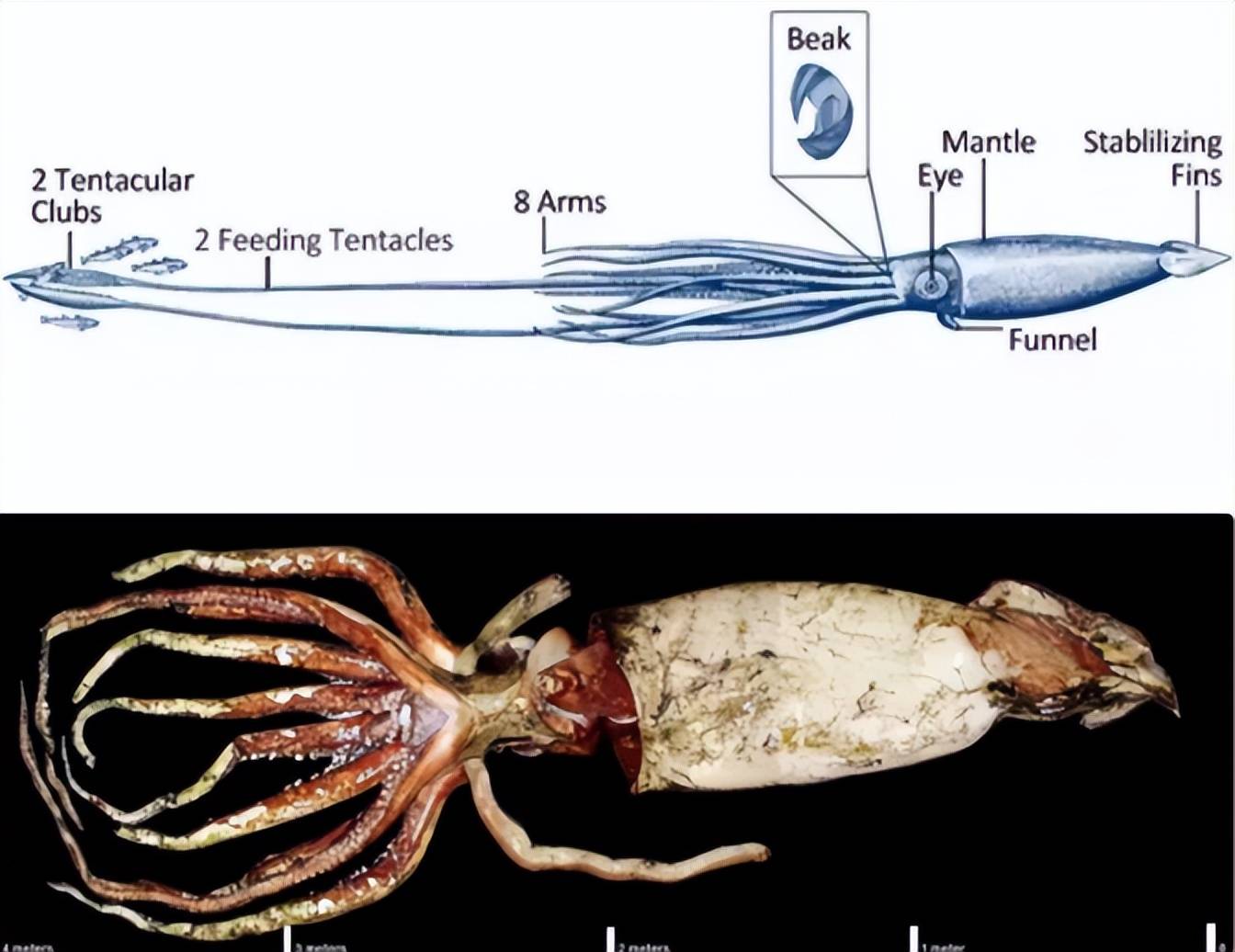 一隻大王烏賊抵過十多個成年人身高大王烏賊的一般長度在6米-15米左右