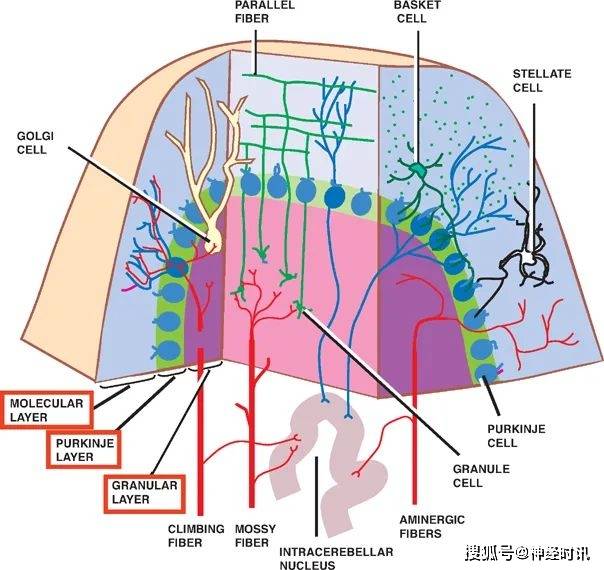 小腦的內部結構——速看 記得收藏_細胞層_纖維_皮質