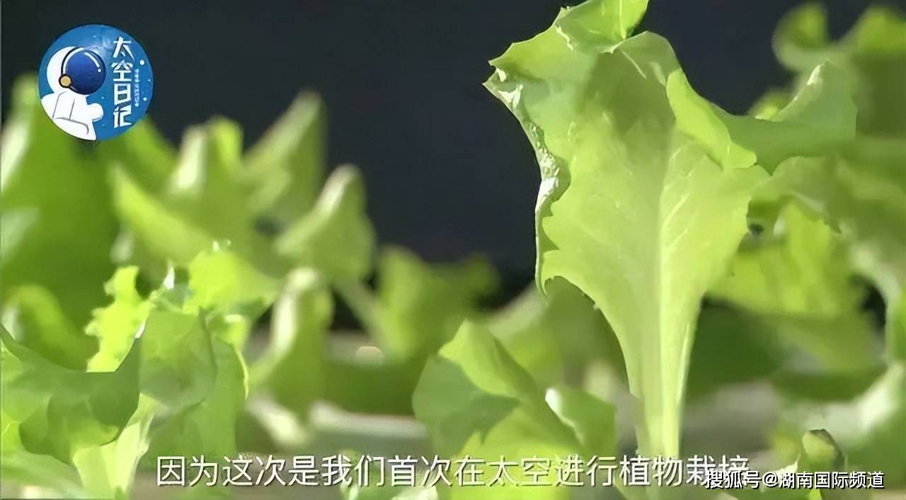 中国人的种菜天赋有多强?_蔬菜_花盆里_菜园