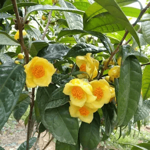 深受花友喜爱的金花茶花瓣金黄营养丰富可观赏可泡茶