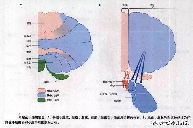 小腦的內部結構——速看 記得收藏_細胞層_纖維_皮質