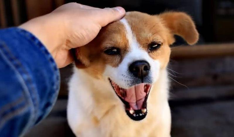 主人_狗头_时候