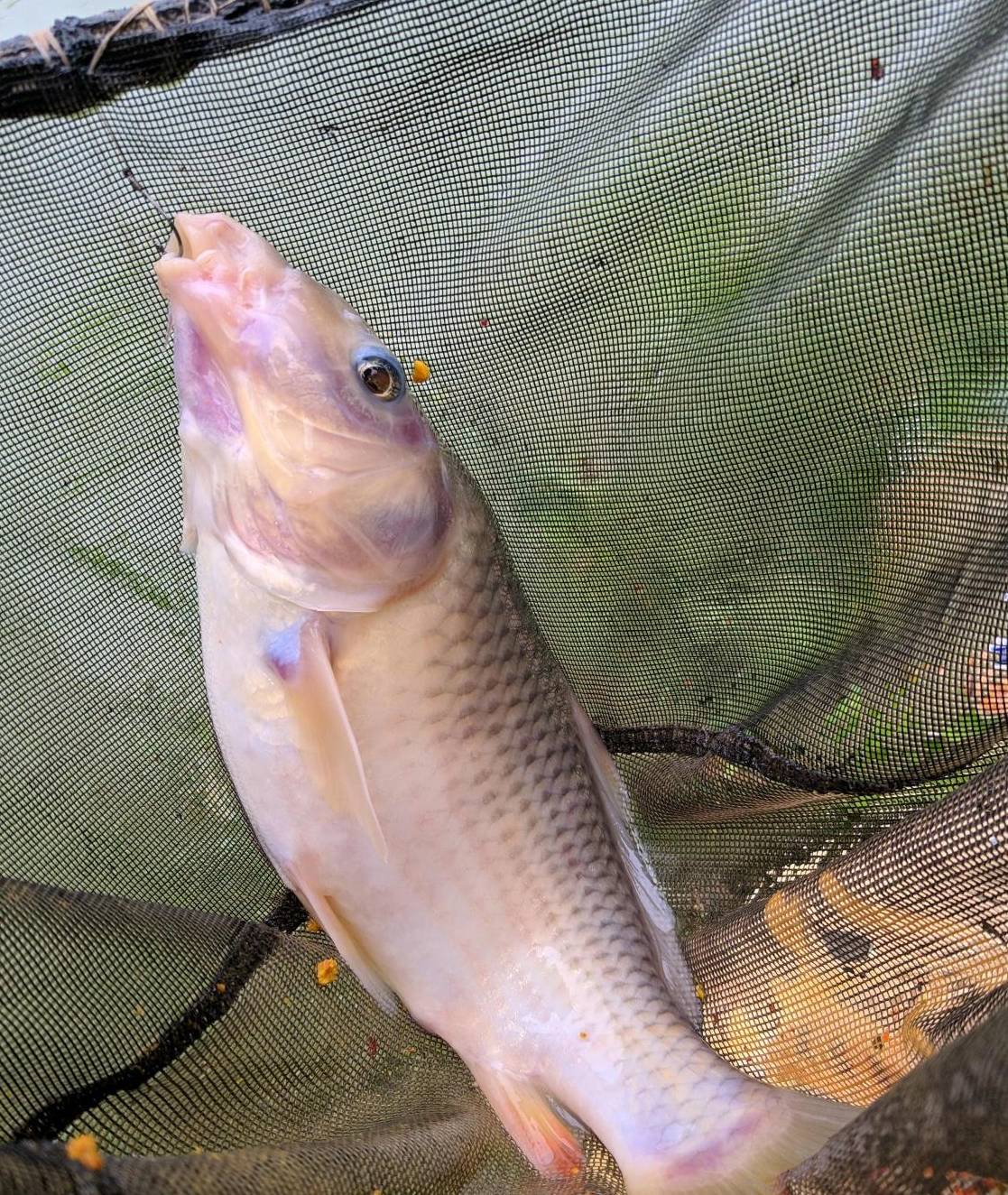 其实,在长江君看来,禾花鲤这种底栖性鱼种对于净化