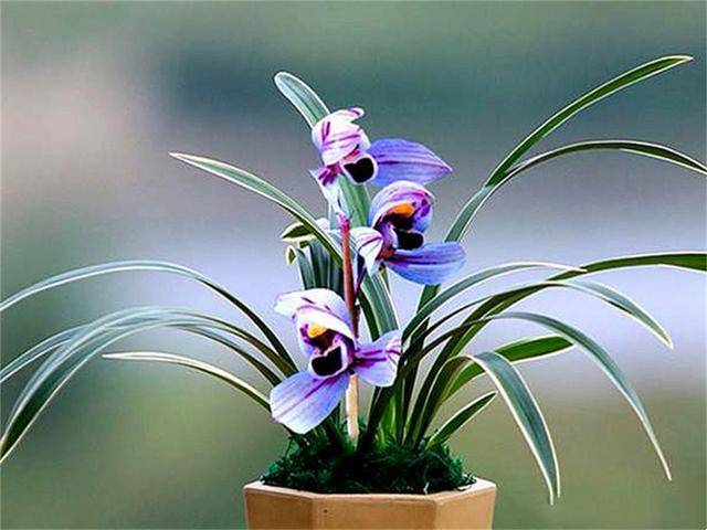 “顶级色花”—紫月荷，不养一盆太可惜，兰香浓烈，花期长