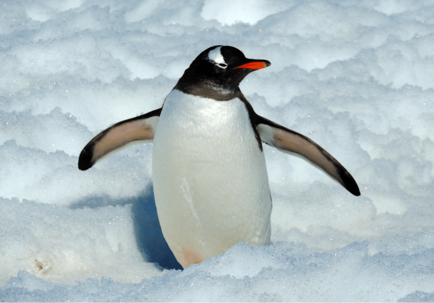 80多年前放养在北极的69只企鹅,结局如何?