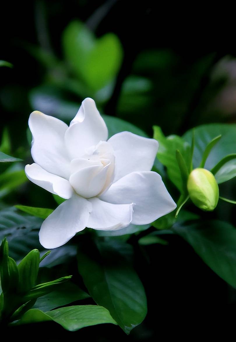 夏光清浅 栀子花开