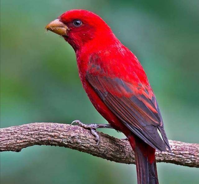 原创传说中的朱雀现身云南被誉为世界上最红的鸟