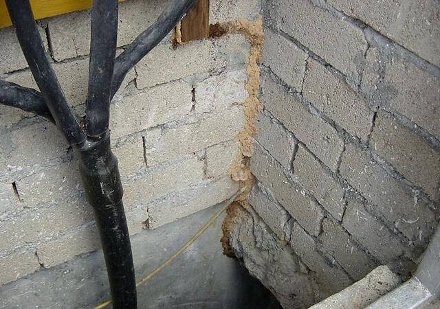 破坏王白蚁这样灭治绝对有效